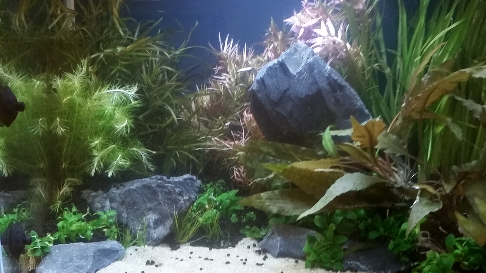 Lush jungle-style planted tank with driftwood